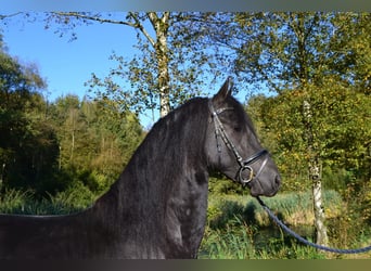 Frisone / Frisone Occidentale, Castrone, 4 Anni, 162 cm, Morello