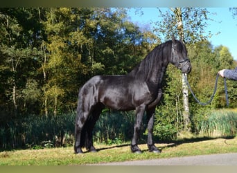 Frisone / Frisone Occidentale, Castrone, 4 Anni, 162 cm, Morello