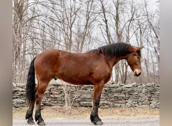 Frisone / Frisone Occidentale, Castrone, 4 Anni, 163 cm, Baio ciliegia