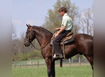 Frisone / Frisone Occidentale, Castrone, 4 Anni, 163 cm, Morello