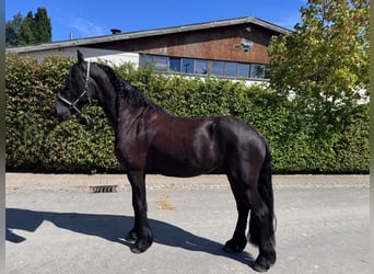 Frisone / Frisone Occidentale, Castrone, 4 Anni, 163 cm, Morello