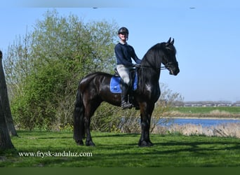 Frisone / Frisone Occidentale, Castrone, 4 Anni, 163 cm, Morello