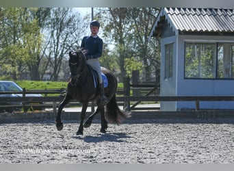 Frisone / Frisone Occidentale, Castrone, 4 Anni, 163 cm, Morello