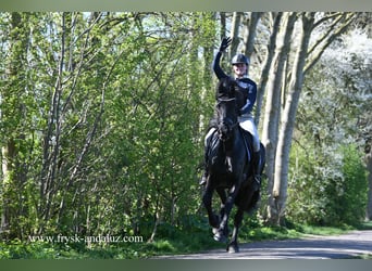 Frisone / Frisone Occidentale, Castrone, 4 Anni, 163 cm, Morello