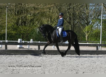 Frisone / Frisone Occidentale, Castrone, 4 Anni, 163 cm, Morello