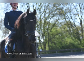 Frisone / Frisone Occidentale, Castrone, 4 Anni, 163 cm, Morello