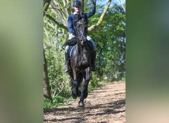 Frisone / Frisone Occidentale, Castrone, 4 Anni, 163 cm, Morello