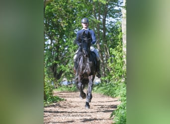 Frisone / Frisone Occidentale, Castrone, 4 Anni, 163 cm, Morello
