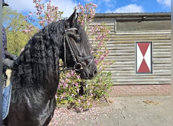 Frisone / Frisone Occidentale, Castrone, 4 Anni, 164 cm, Morello