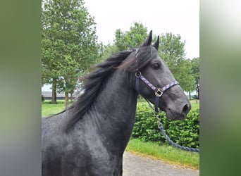 Frisone / Frisone Occidentale, Castrone, 4 Anni, 164 cm, Morello