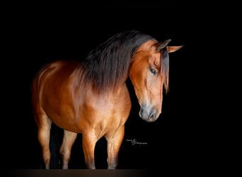 Frisone / Frisone Occidentale, Castrone, 4 Anni, 168 cm, Baio ciliegia