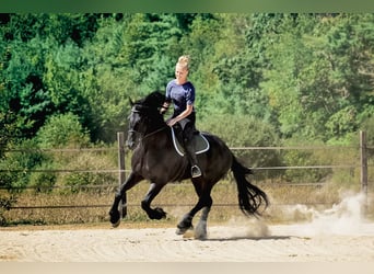Frisone / Frisone Occidentale, Castrone, 4 Anni, 168 cm, Morello