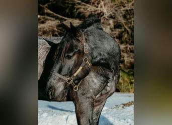 Frisone / Frisone Occidentale, Castrone, 4 Anni, 168 cm, Roano blu