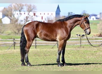 Frisone / Frisone Occidentale Mix, Castrone, 4 Anni, 170 cm, Baio ciliegia