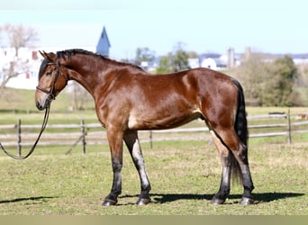 Frisone / Frisone Occidentale Mix, Castrone, 4 Anni, 170 cm, Baio ciliegia