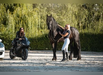 Frisone / Frisone Occidentale, Castrone, 4 Anni, 170 cm, Morello