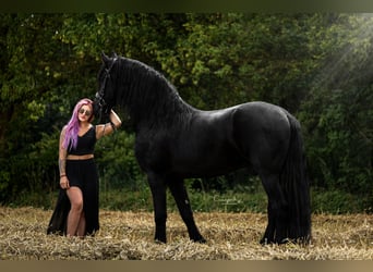 Frisone / Frisone Occidentale, Castrone, 4 Anni, 170 cm, Morello