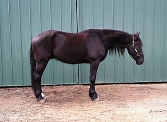 Frisone / Frisone Occidentale Mix, Castrone, 4 Anni, 170 cm, Morello