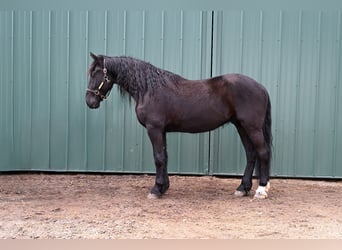 Frisone / Frisone Occidentale Mix, Castrone, 4 Anni, 170 cm, Morello