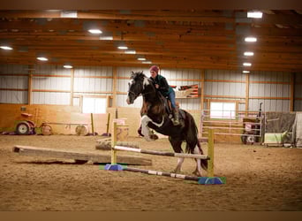 Frisone / Frisone Occidentale, Castrone, 4 Anni, 170 cm, Tobiano-tutti i colori