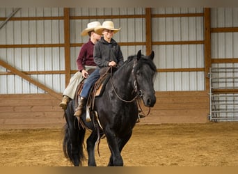 Frisone / Frisone Occidentale Mix, Castrone, 4 Anni, Morello