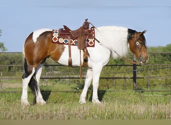 Frisone / Frisone Occidentale, Castrone, 4 Anni, Tobiano-tutti i colori
