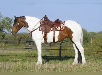 Frisone / Frisone Occidentale, Castrone, 4 Anni, Tobiano-tutti i colori