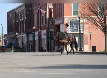 Frisone / Frisone Occidentale Mix, Castrone, 5 Anni, 152 cm, Morello