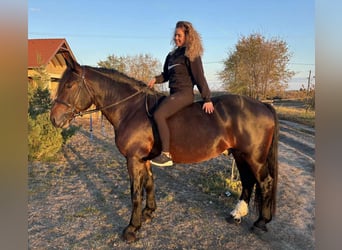 Frisone / Frisone Occidentale Mix, Castrone, 5 Anni, 153 cm