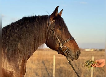 Frisone / Frisone Occidentale Mix, Castrone, 5 Anni, 153 cm