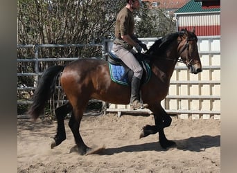 Frisone / Frisone Occidentale Mix, Castrone, 5 Anni, 157 cm, Baio scuro