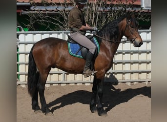 Frisone / Frisone Occidentale Mix, Castrone, 5 Anni, 157 cm, Baio scuro