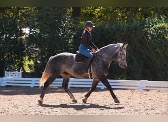 Frisone / Frisone Occidentale Mix, Castrone, 5 Anni, 157 cm, Grigio