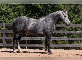 Frisone / Frisone Occidentale Mix, Castrone, 5 Anni, 157 cm, Grigio