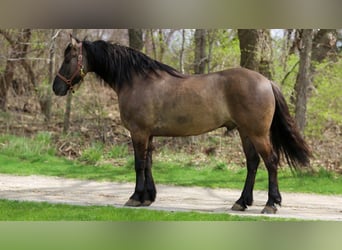 Frisone / Frisone Occidentale Mix, Castrone, 5 Anni, 157 cm, Grullo