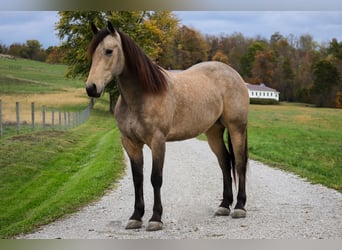 Frisone / Frisone Occidentale Mix, Castrone, 5 Anni, 157 cm, Pelle di daino