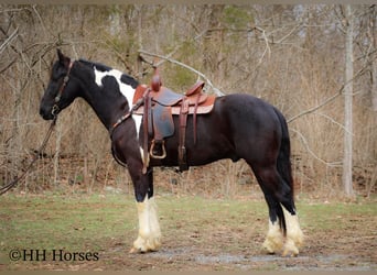 Frisone / Frisone Occidentale, Castrone, 5 Anni, 157 cm, Tobiano-tutti i colori