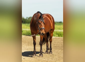 Frisone / Frisone Occidentale Mix, Castrone, 5 Anni, 163 cm, Baio ciliegia