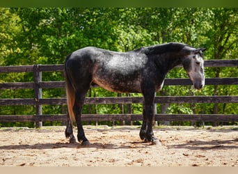 Frisone / Frisone Occidentale Mix, Castrone, 5 Anni, 163 cm, Grigio pezzato