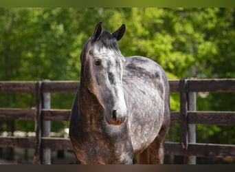 Frisone / Frisone Occidentale Mix, Castrone, 5 Anni, 163 cm, Grigio pezzato