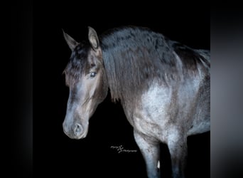 Frisone / Frisone Occidentale, Castrone, 5 Anni, 163 cm, Roano blu