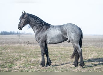 Frisone / Frisone Occidentale, Castrone, 5 Anni, 163 cm, Roano blu