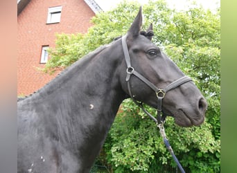 Frisone / Frisone Occidentale Mix, Castrone, 5 Anni, 164 cm, Morello