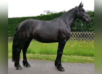 Frisone / Frisone Occidentale Mix, Castrone, 5 Anni, 164 cm, Morello
