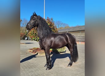 Frisone / Frisone Occidentale, Castrone, 5 Anni, 164 cm, Morello