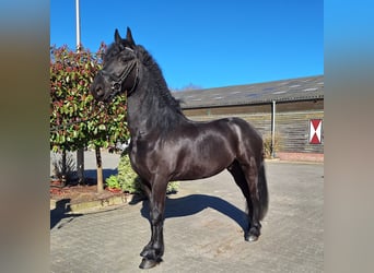 Frisone / Frisone Occidentale, Castrone, 5 Anni, 164 cm, Morello