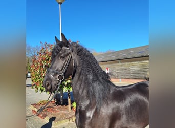 Frisone / Frisone Occidentale, Castrone, 5 Anni, 164 cm, Morello