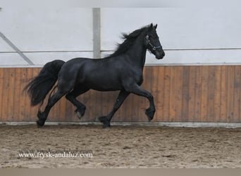 Frisone / Frisone Occidentale, Castrone, 5 Anni, 165 cm, Morello