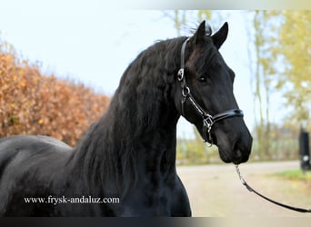 Frisone / Frisone Occidentale, Castrone, 5 Anni, 165 cm, Morello