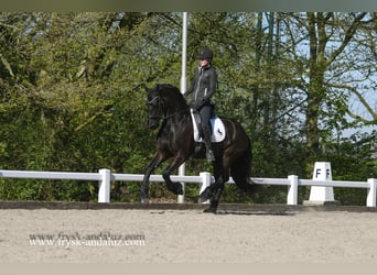 Frisone / Frisone Occidentale, Castrone, 5 Anni, 167 cm, Morello